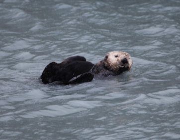 Otter playing